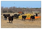 Buntes Futter auf der Ranch