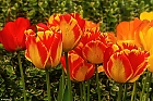 Tulpen-bunt