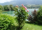 Rosen am Sarnersee