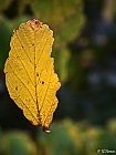 Hngender Herbst