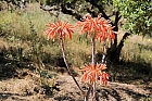 Aloe Macculata