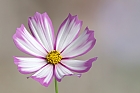 Cosmea