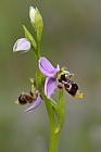 Kleine Orchidee - Hummelragwurz
