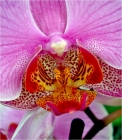 Orchideemotiv