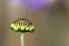 Scabiose