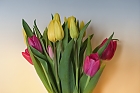 Tulpen