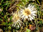 Bergblume