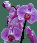 Orchideezeit