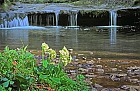 Frhlingserwachen am Waldbach 2