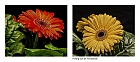 Gerbera