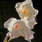 Gladiolenblten