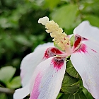 Hibiskusblte