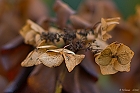 Ende der Hortensie