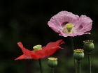 Mohnblumen im Wald 2