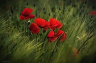 ~ Mohn ~