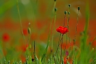 Mohn