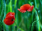 Mohnblumen im Kornfeld