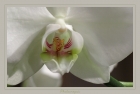 Phalaenopsis ~2~