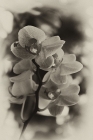 Orchidee schwarz-weiss