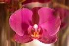 Schne Orchidee in einem Glas
