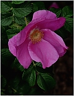 Heckenrose