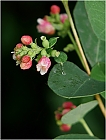 Wiesenblumen