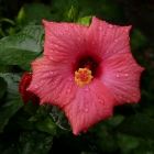 Hibiskus