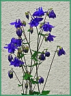 Blumen-Akelei