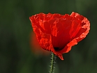 Klatschmohn