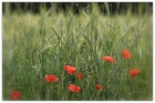 wild poppies...