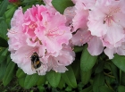 Rhododendron mit bestubter Hummel