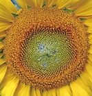 Sonnenblumenherz