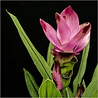 Safranwurz (Siam Tulpe )