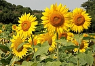 Sonnenblumen