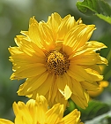 auch eine Sonnenblume