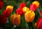 Tulpen