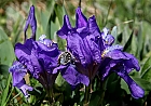 Zwerg-Iris mit Trauer-Rosenkfer