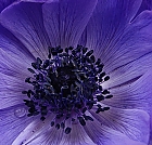 anemone