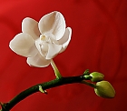 eine mini orchidee