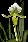 orchidee frauenschuh 2.