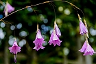 Glockenspiel im Wind