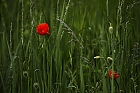 Mohn im Kornfeld