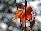 Herbstblatt....