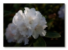 Rhododendron-Blte