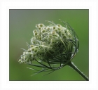 Wilde Mhre "Daucus carota"