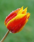 nasse Tulpe