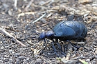 Schwarzblauer Ölkäfer (weiblich)