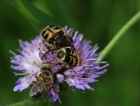 Pinselkäfer mit Biene