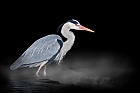 the heron