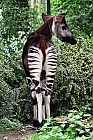 Okapi